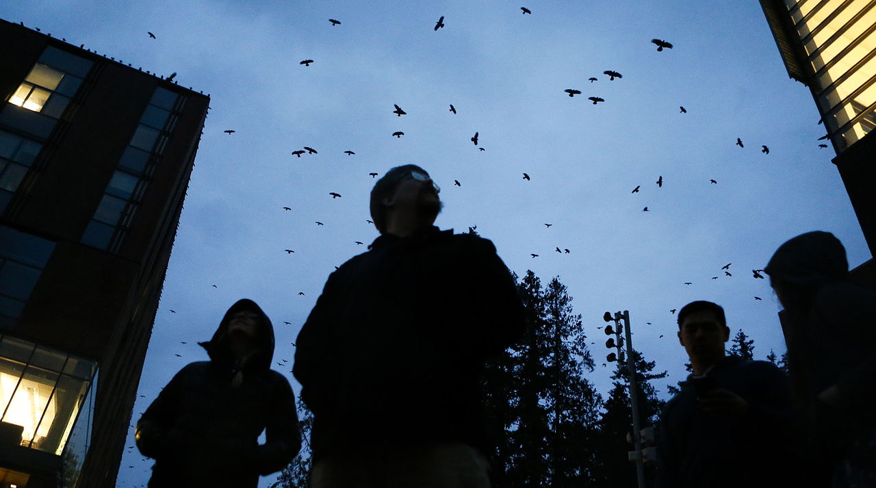 University of Washington Bothell assistant professor Doug Wacker (center) watches the daily influx of crows descend on the campus with biology students. A wooded bog east of campus on North Creek is home for as many as 15,000 crows each night.