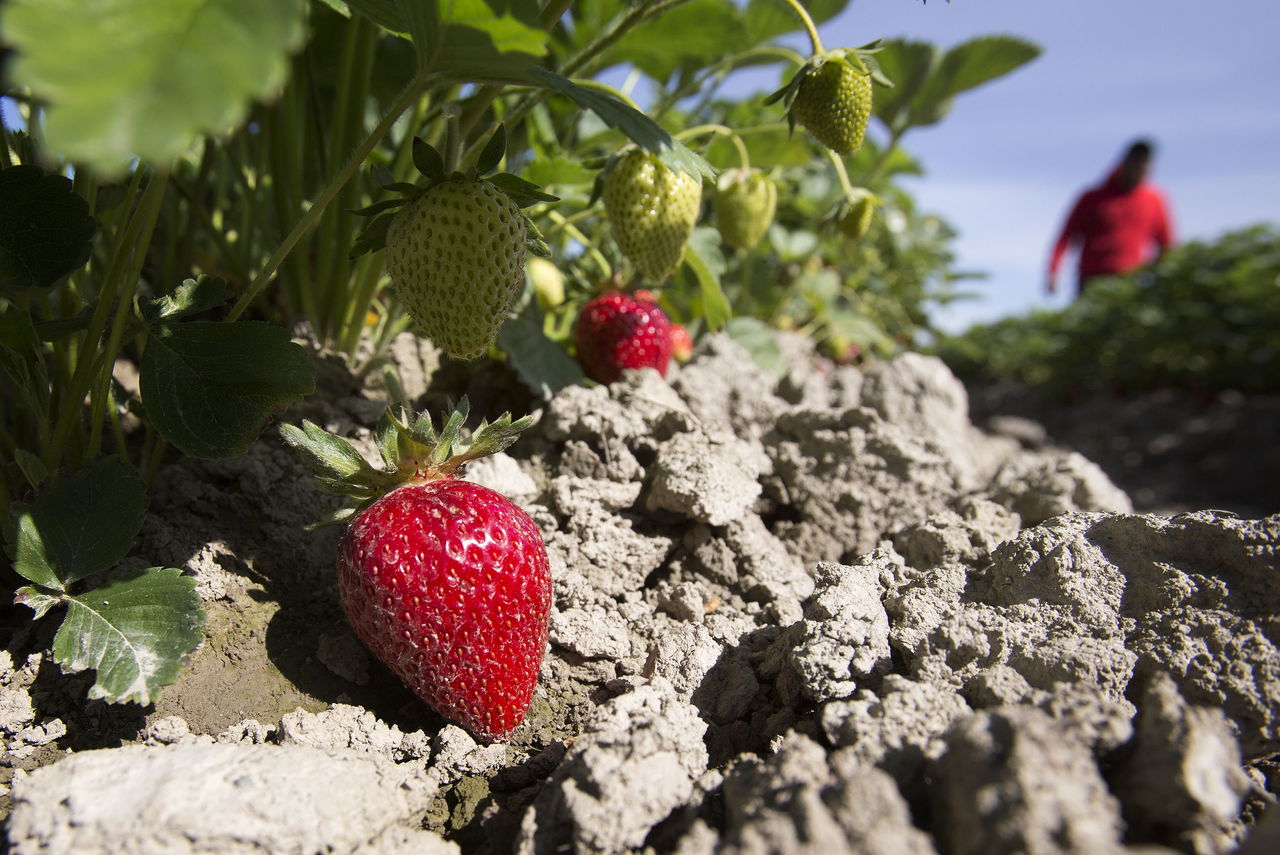 Strawberries are ripening early and growers are worried they won’t have enough pickers. Many of the pickers are kids, who won’t get out of school for a few more weeks.