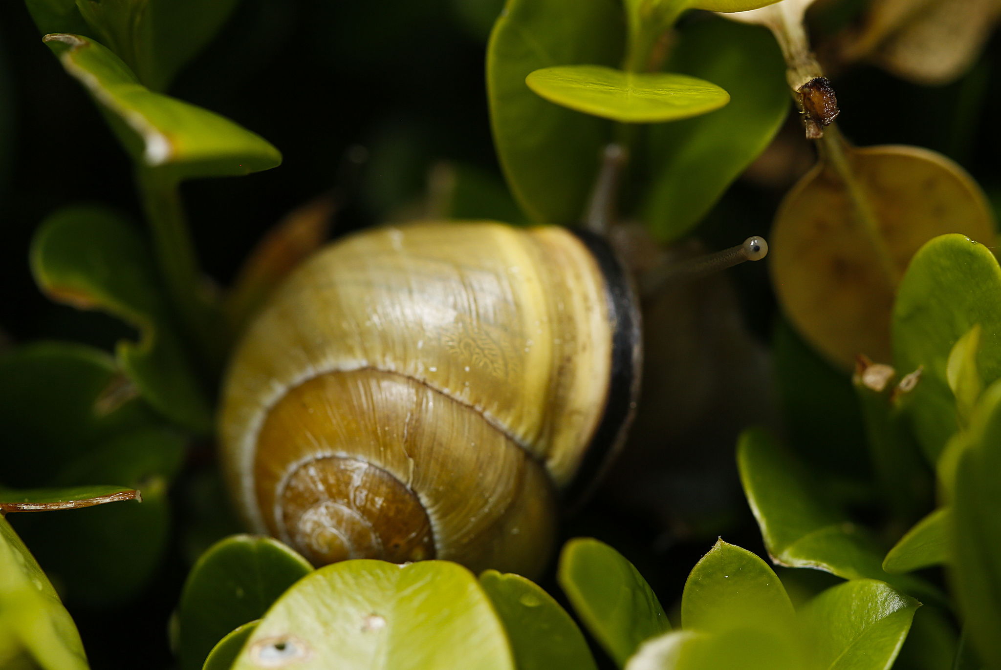 Just when you think nobody is looking: Check out the snail’s eye stalk, peering from the shrub.