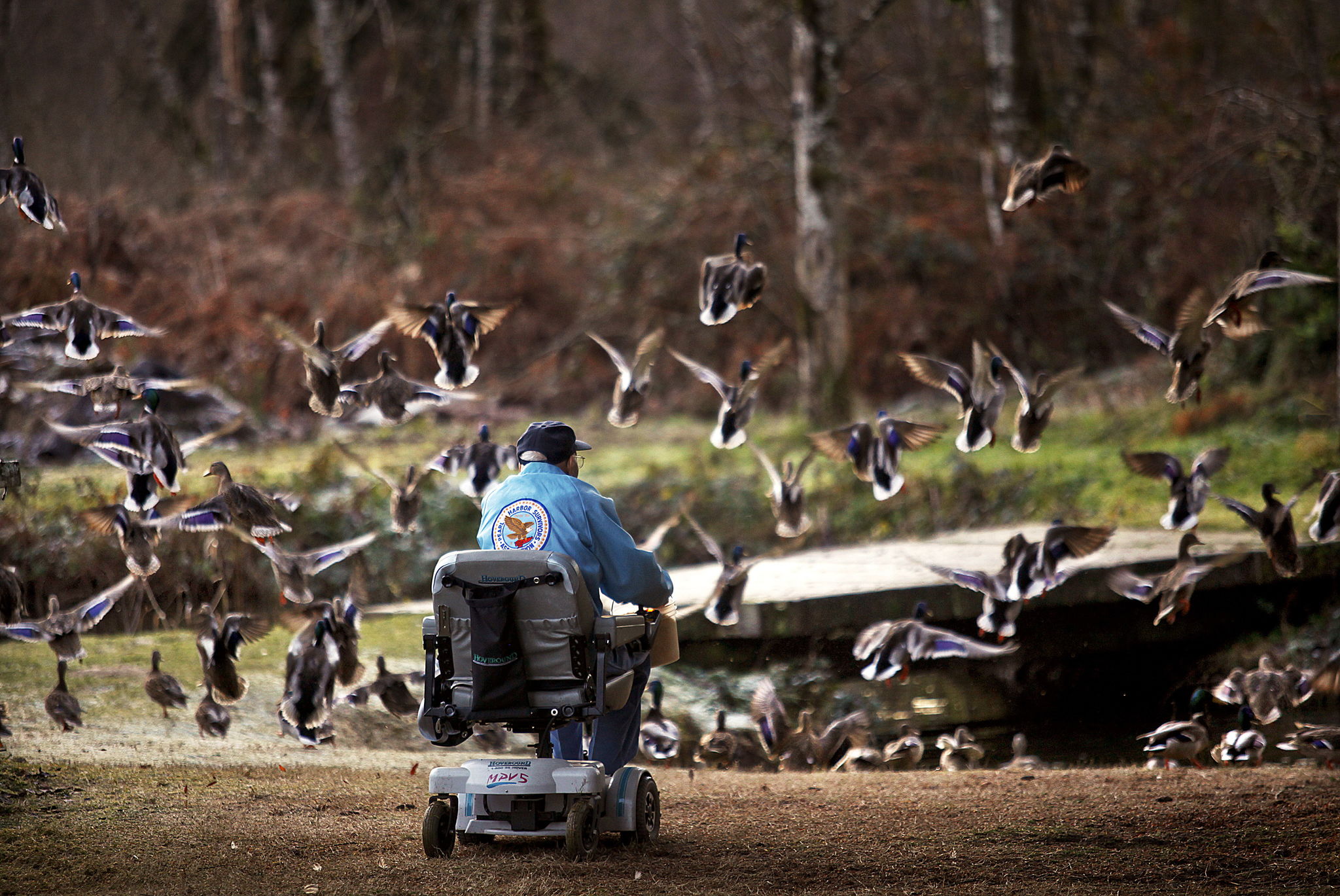 Pearl Harbor Survivor Walter Bailey enjoyed feeding cracked corn to the wild Mallard ducks that gathered for him, just outside his home. This photo was taken Dec. 4, 2013.