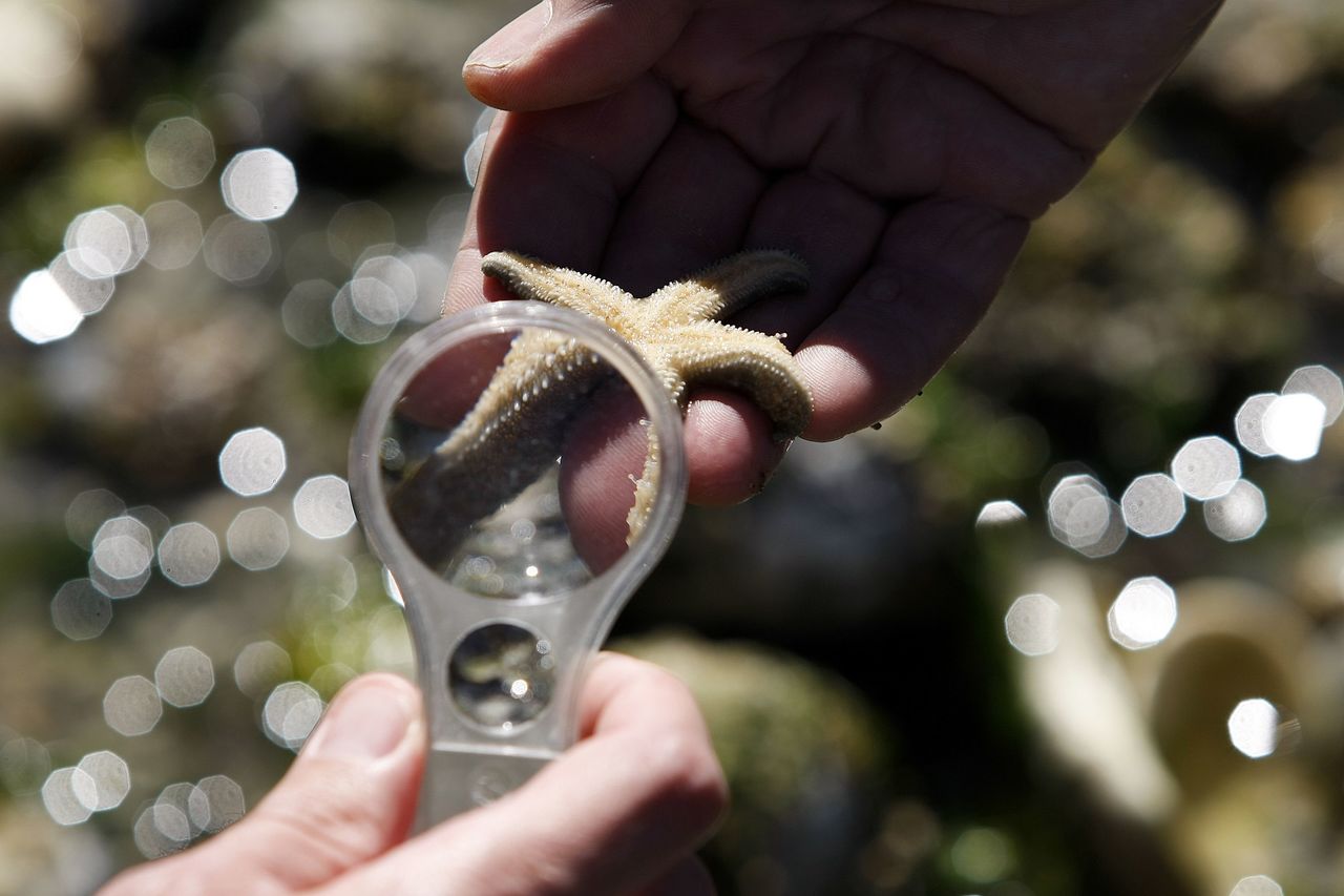 A healthy sea star is seen under a magnifying glass during a survey to determine the health of sea star populations at Camano Island State Park in 2015.