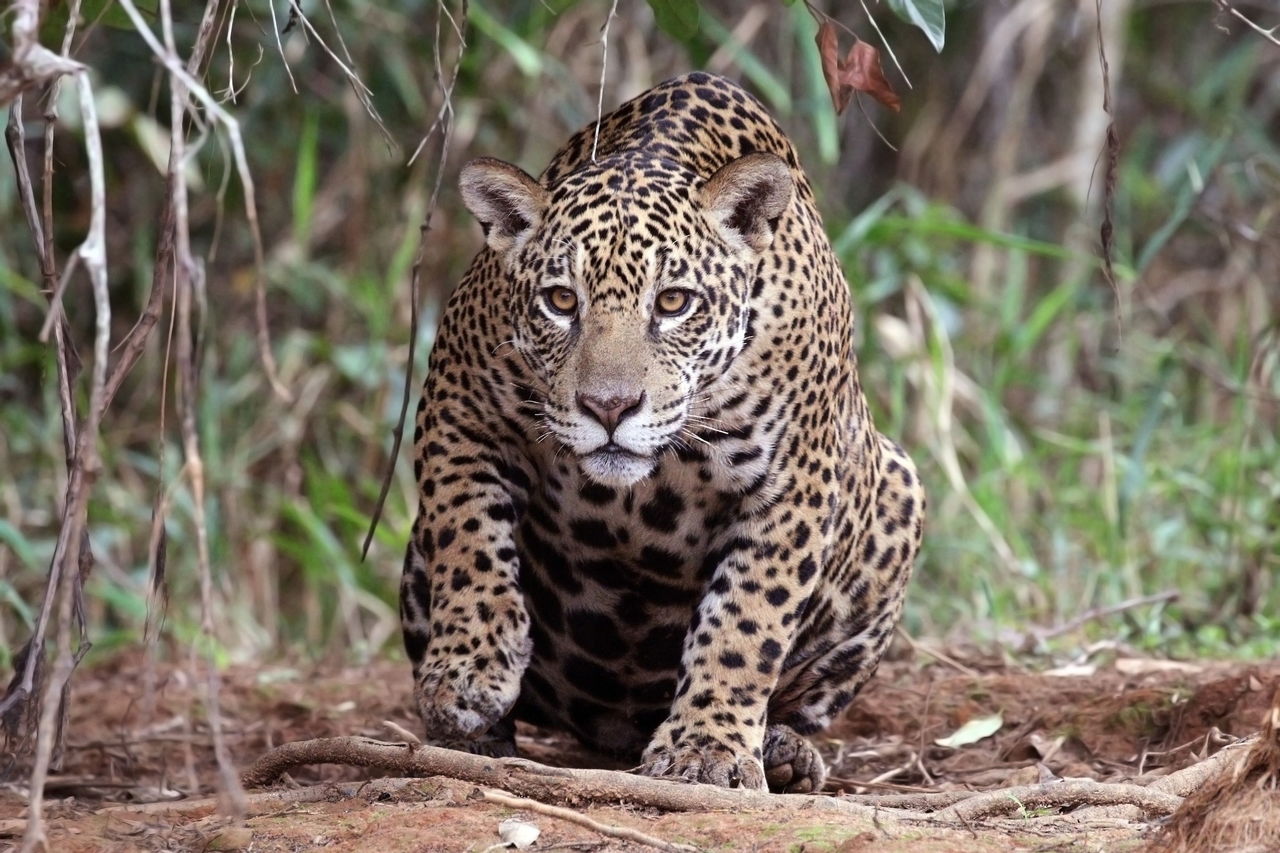 A female jaguar is seen on the Piquiri River in Brazil.