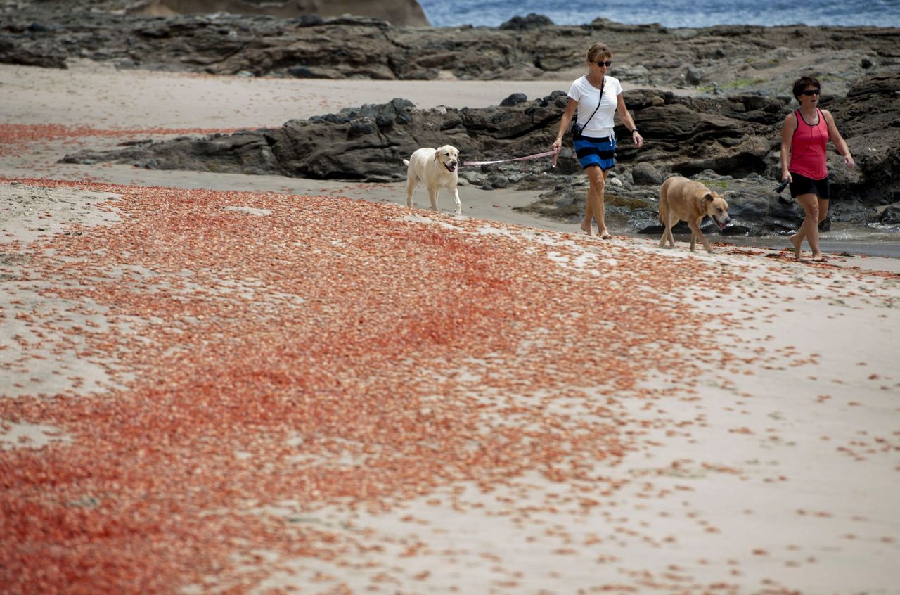 Sylvie Bergeron, of San Diego, left, and her sister Line Bergeron, of Quebec, walk with their dogs next to tuna crabs that washed up onto the beach at Shaw’s Cove on Friday in Laguna Beach, Calif. Pelagic red crabs are usually found off Baja California but currents that are part of the El Nino weather pattern are sweeping them north.