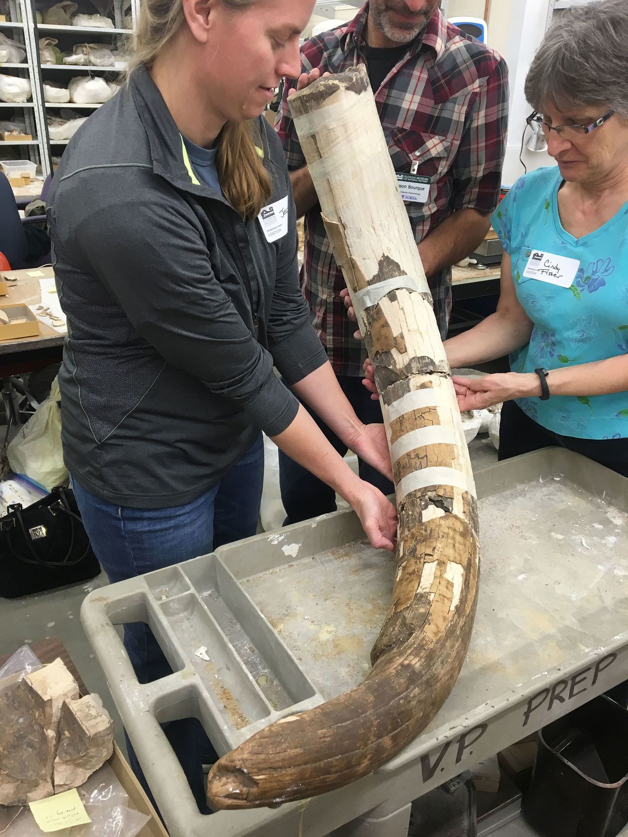 Jessi Halligan, left, and other researchers hold a partially reassembled Mastodon tusk from the Page-Ladson archaeological site in Florida in 2012.
