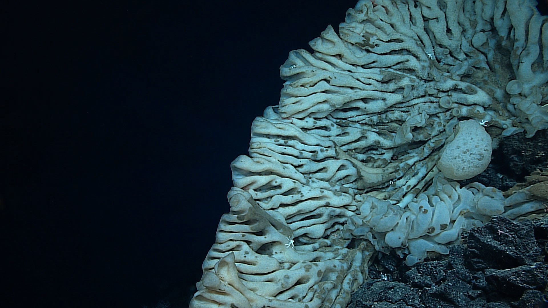 The massive sponge is photographed in 2015 at a depth of about 7,000 feet in the Papahanaumokuakea Marine National Monument.
