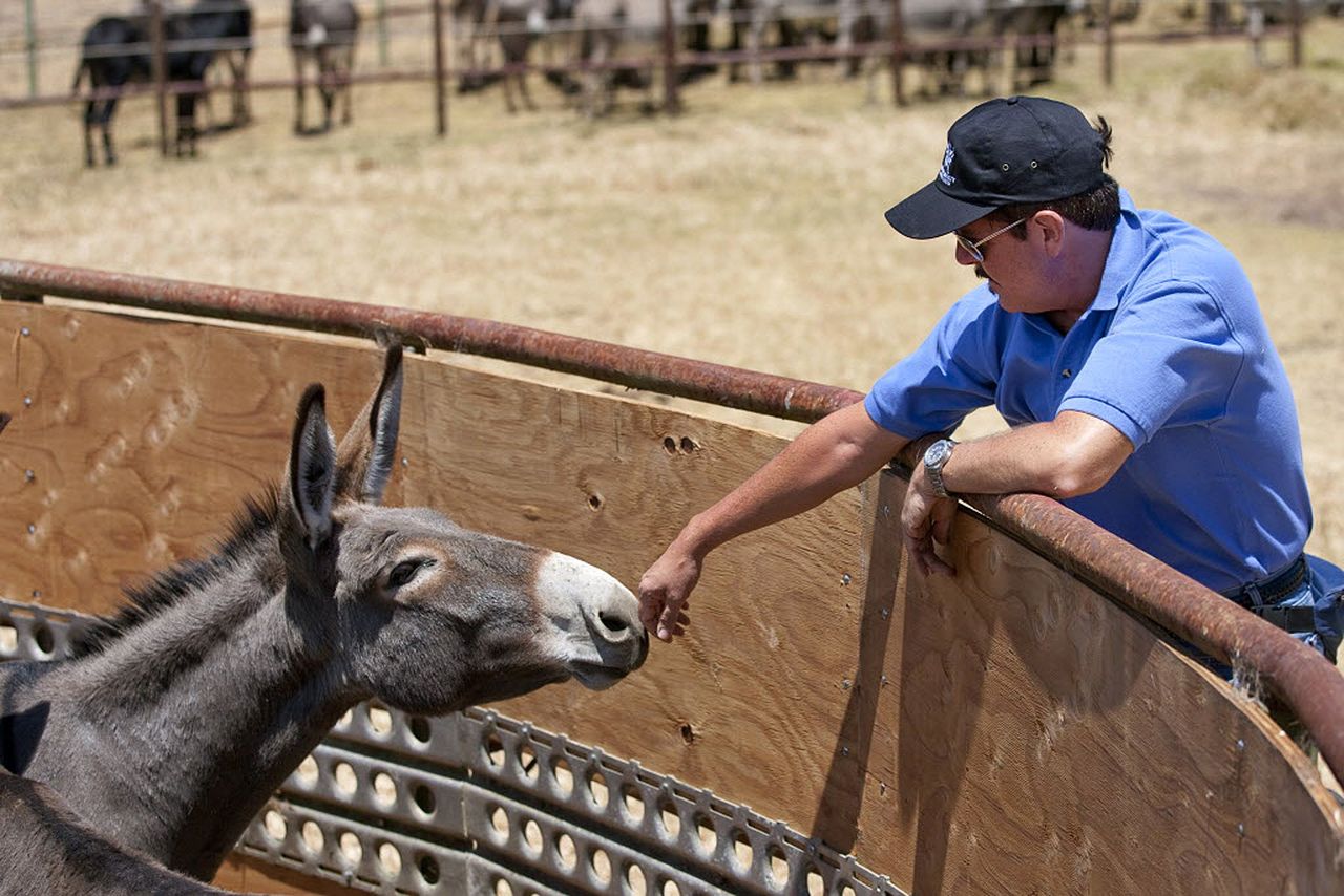 A donkey sniffs the hand of a Humane Society official.