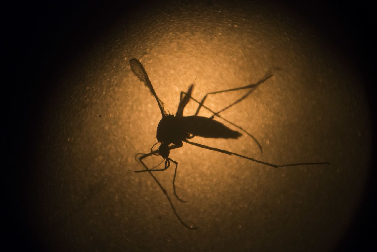 An Aedes aegypti mosquito is photographed Jan. 26 through a microscope at the Fiocruz institute in Recife, Pernambuco state, Brazil.