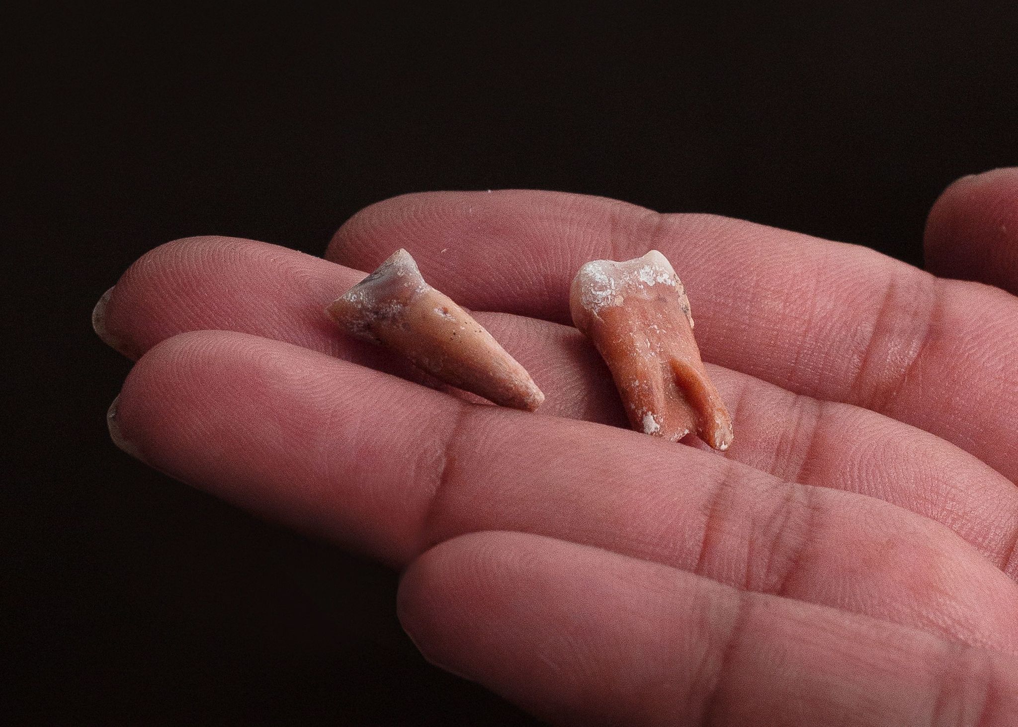 This 2016 photo shows teeth which scientists say are about 700,000 years old, from either from homo floresiensis or a related species.