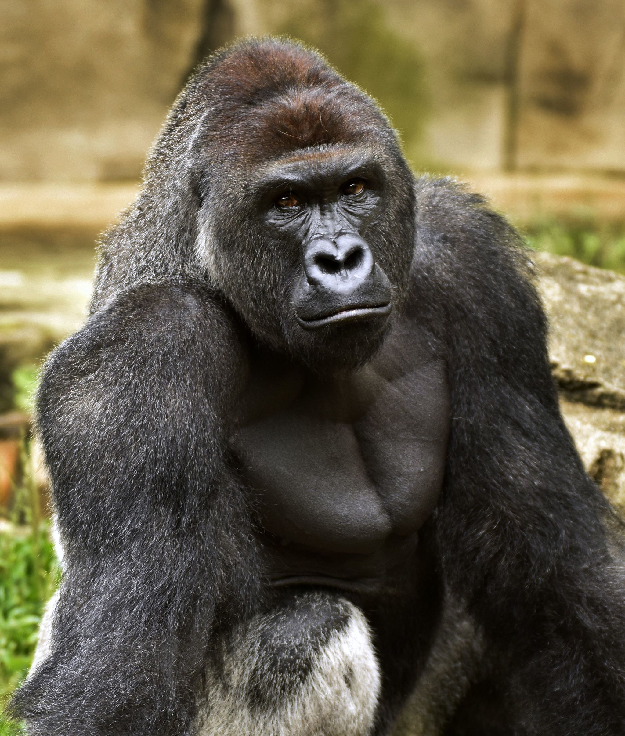 This June 20, 2015, photo shows Harambe, a western lowland gorilla, who was fatally shot May 28 to protect a 3-year-old boy who had entered its exhibit.