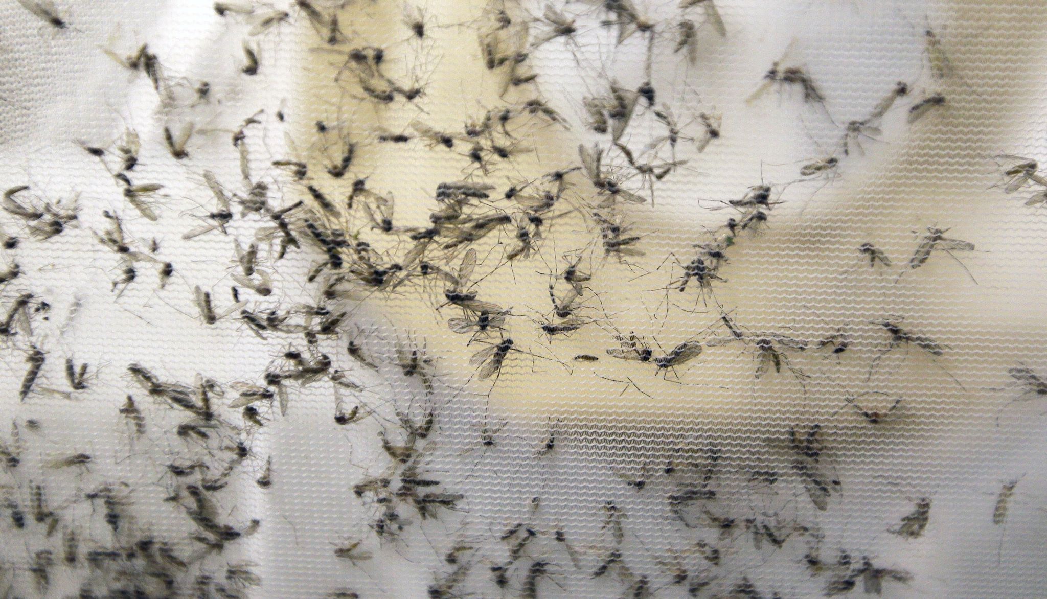 A trap holds mosquitos at the Dallas County Mosquito Lab in Hutchins, Texas, in February. The trap had been set up near the location of a confirmed Zika virus infection.