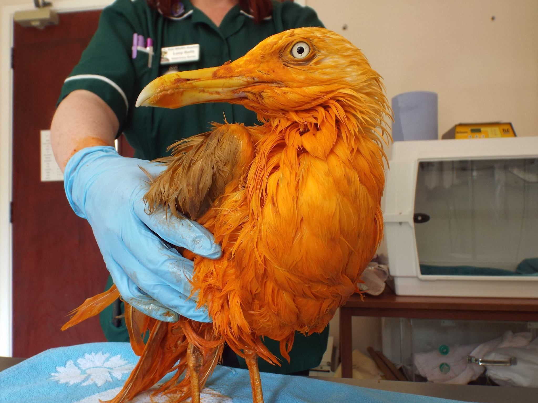 The seagull rests at Vale Wildlife Hospital near Tewkesbury, Wales, on Monday after falling into a container of chicken tikka masala.