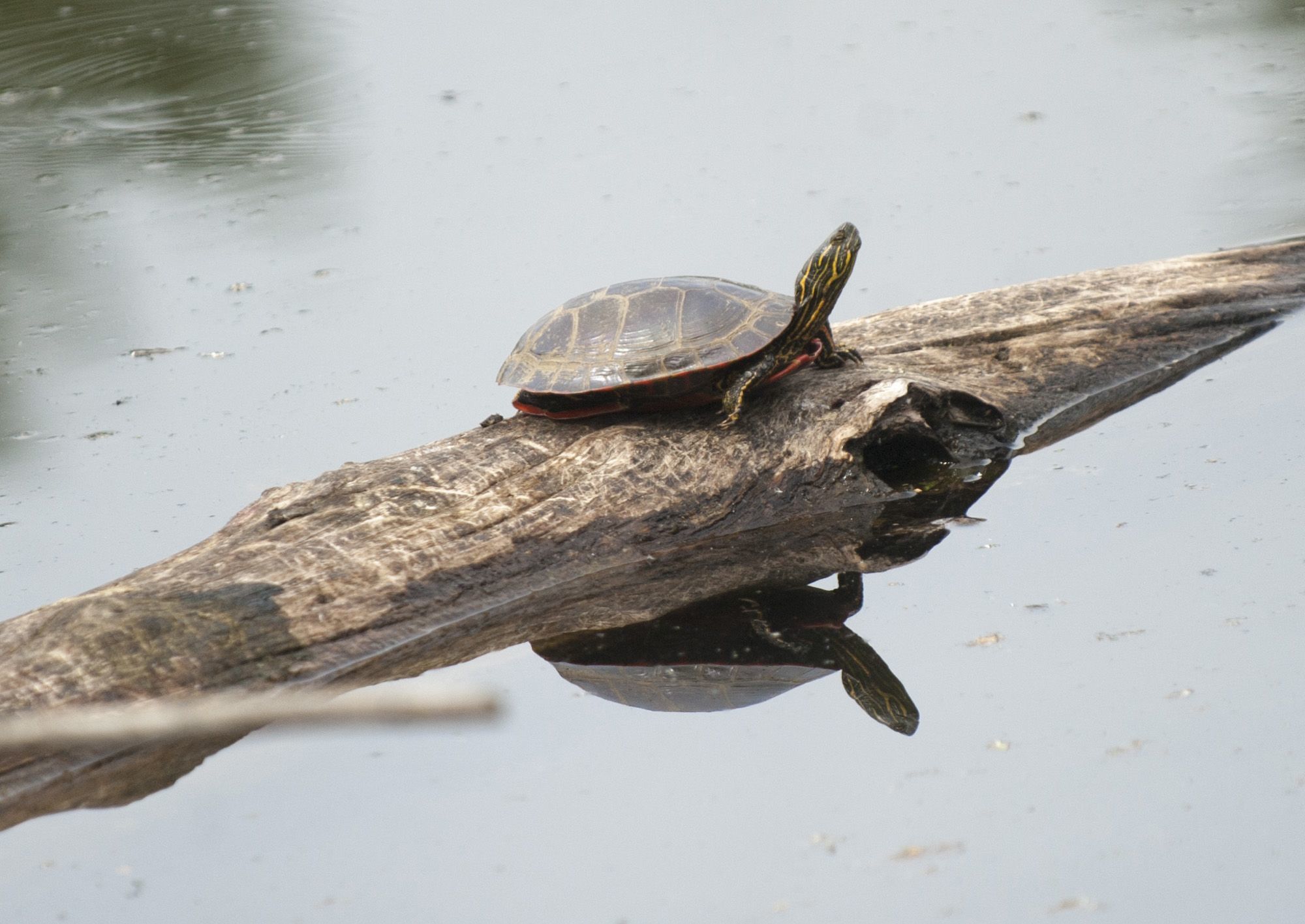 A turtle suns itself on a log in Gibbons Creek at Steigerwald Lake National Wildlife Refuge near Washougal on May 3.