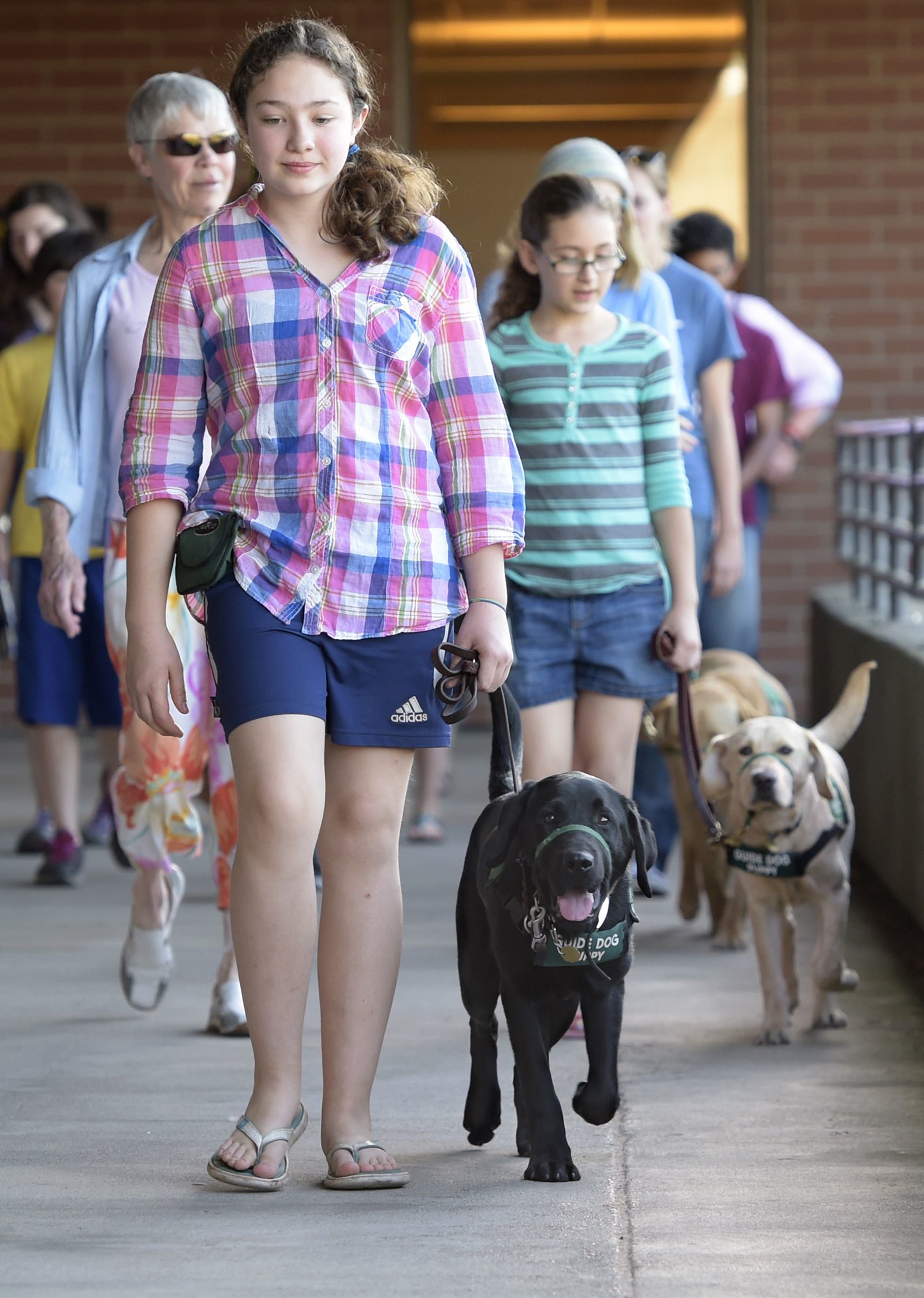 Elizabeth Beck, 13, of Scio, Oregon, leads Vale, a puppy training to be a guide dog for the blind, on a field trip to Linn-Benton Community College on April 19. Behind her is Julia Marsh, 11, of Albany, with Clarita.