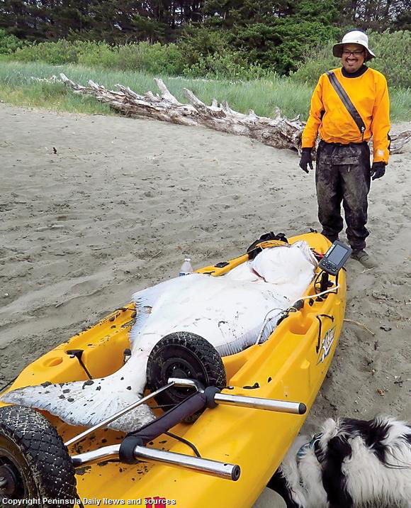 Leo Vergara of Edmonds caught this 124-pound halibut near Strawberry Rock in Makah Bay on a 12-foot Hobie Outback sea kayak. It is believed to be the largest halibut ever caught by a kayaker in the lower 48 states.