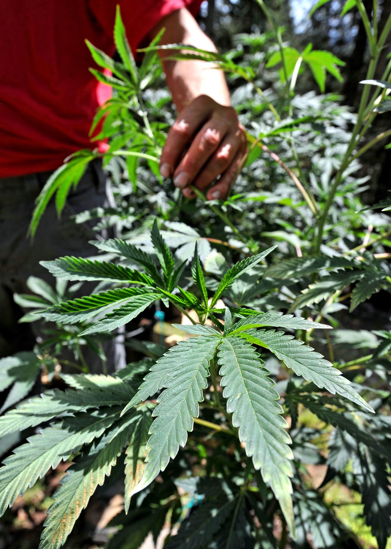 Marijuana plants are grown at a home near the Green Springs, Oregon.