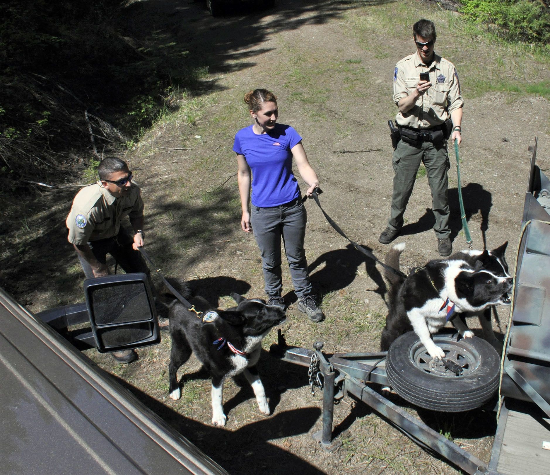 Karelian bear dogs are used to scare orphaned bears in a culvert trap near Spokane on May 6.