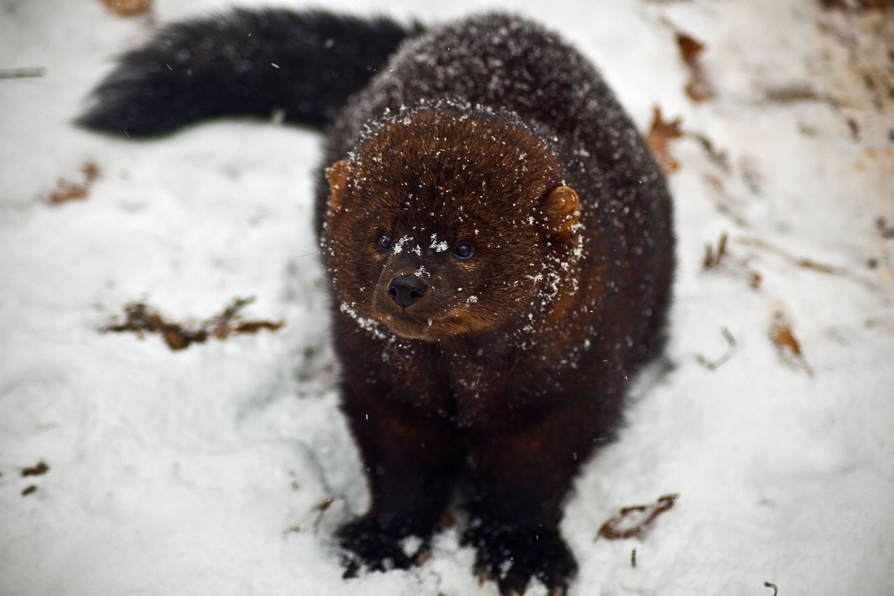 Fishers, such as this one, tend to live in forested areas, but one was recently seen at the mouth of the Dungeness River.