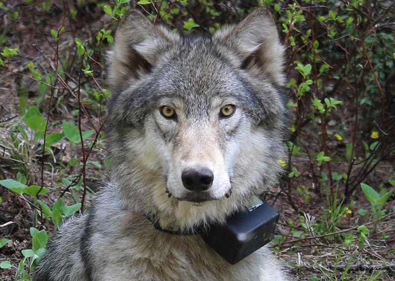 A female wolf from the Minam pack outside La Grande, Oregon, after it was fitted with a tracking collar in 2014.