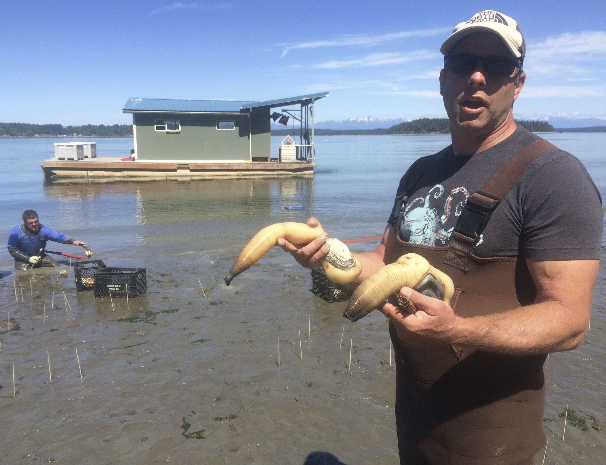 Ian Child of Sound Shellfish harvests geoduck clams for a same-day overseas shipment near Zangle Cove in Thurston County, north of Olympia. Child planned to harvest up to 400 pounds that day and later sell the geoduck for up to $16 a pound.