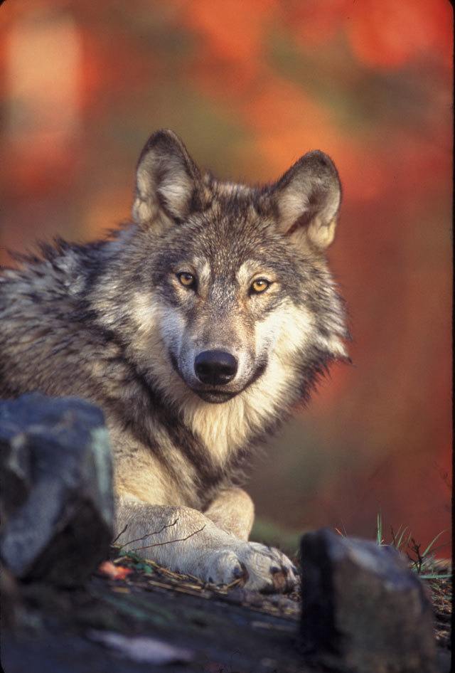 Plan for federal wolf delisting clears U.S. House