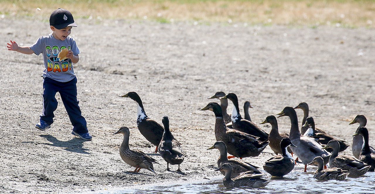 Wyatt Glick, 2, of Lake Stevens, reacts to the onrushing ducks while feeding them at Lake Tye on Wednesday afternoon in Monroe. Kevin Clark / The Daily Herald