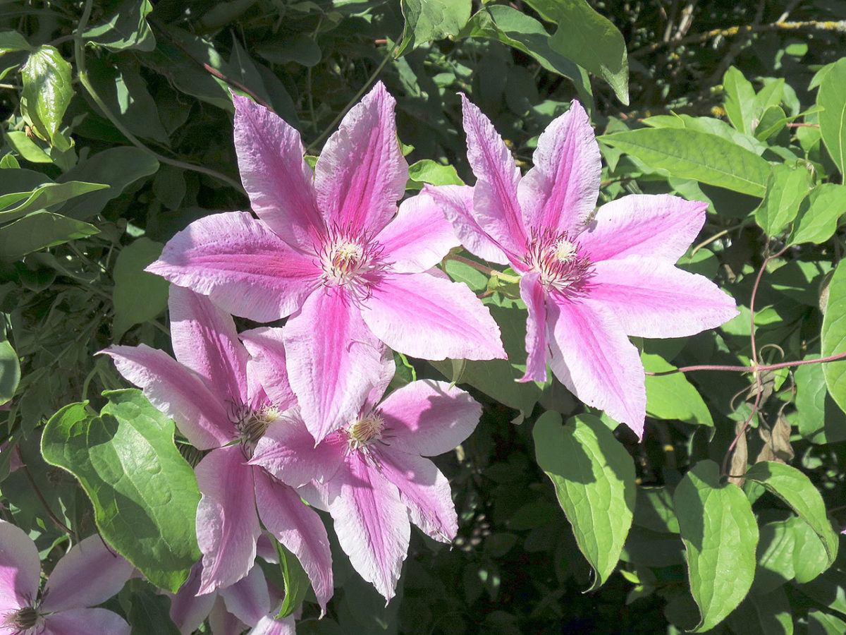 Plant of merit Clematis ‘Carnaby’