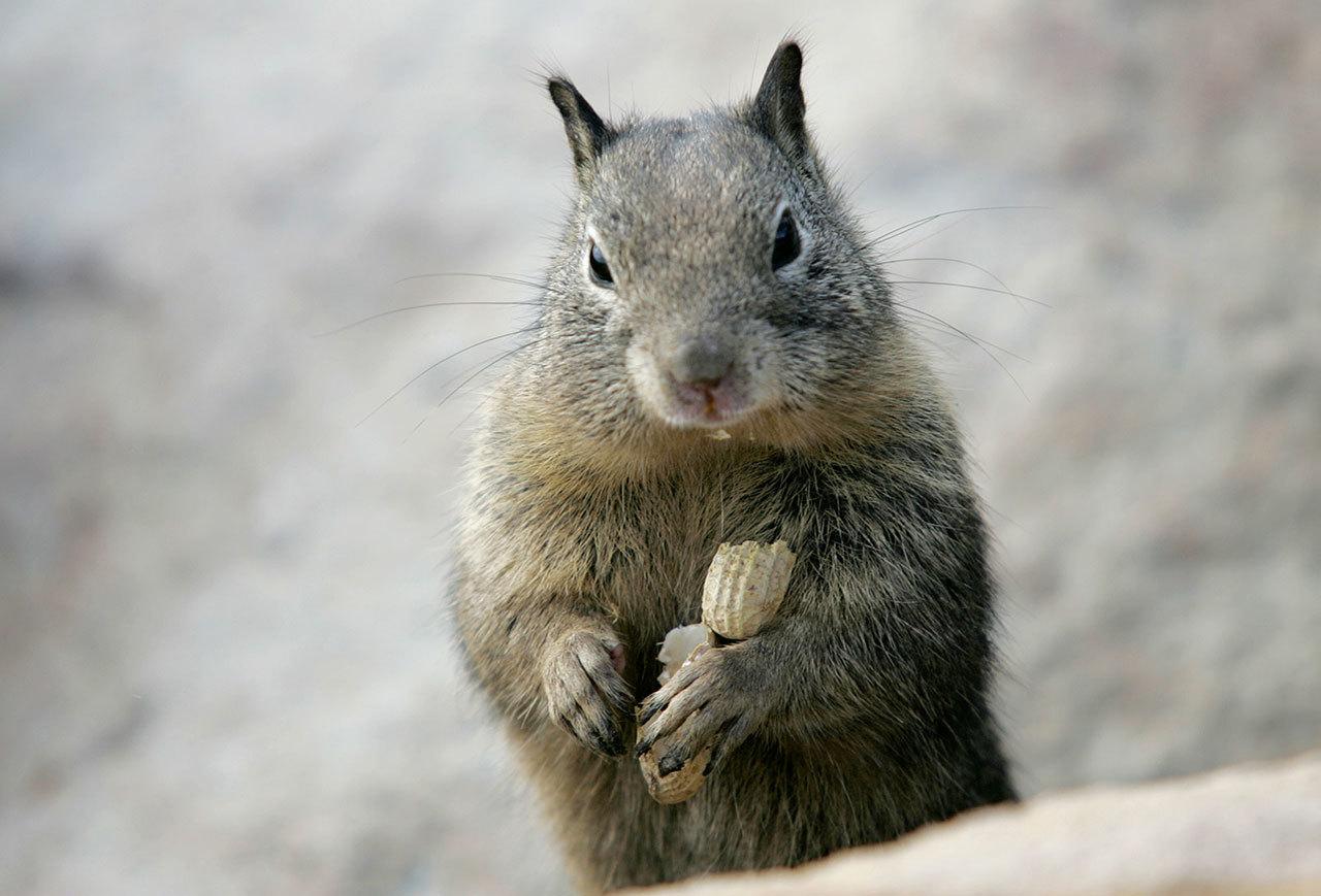 Tips on keeping rodents out of your home and garden