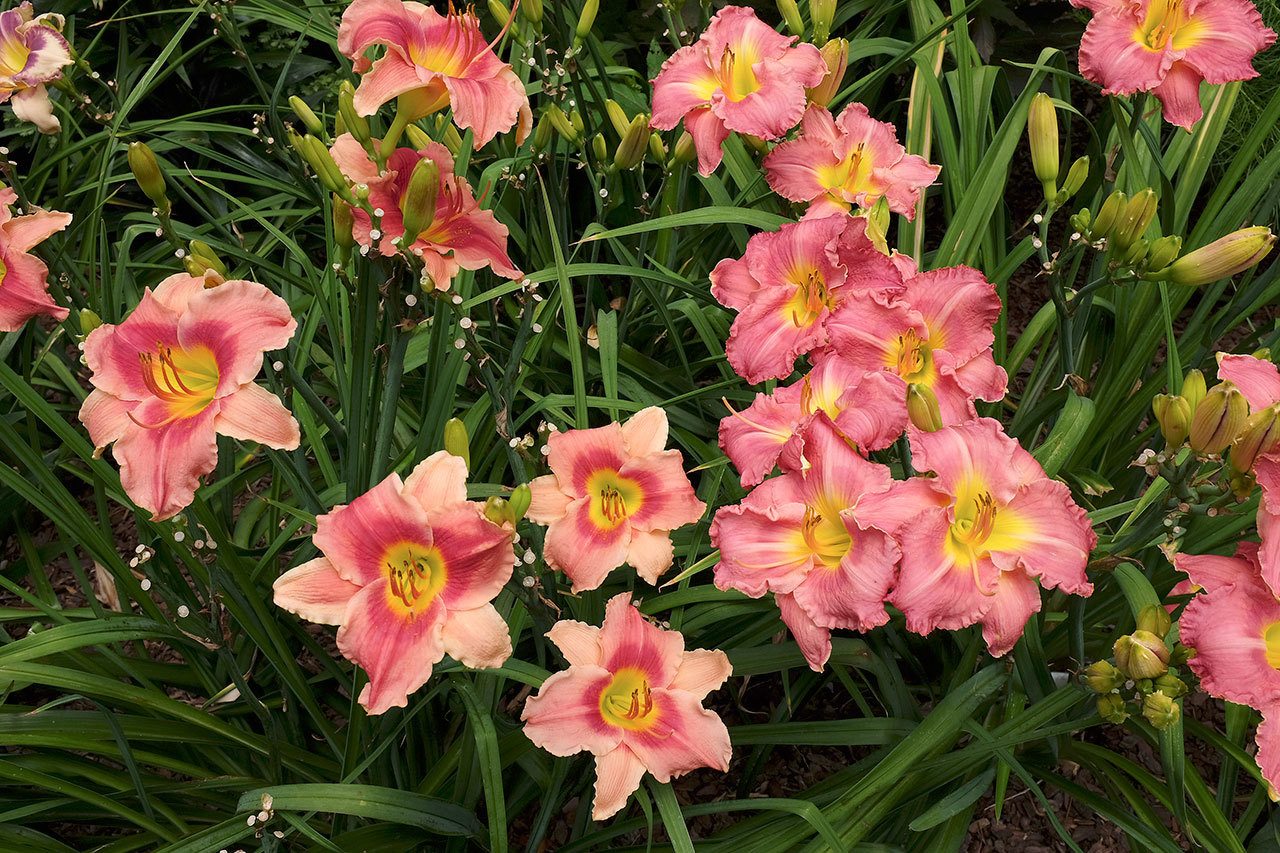 In Gail Gee’s garden the Phillies Pinstripe variety of daylily is paired with Elbaite Echo. (Adrian Higgins / Washington Post)