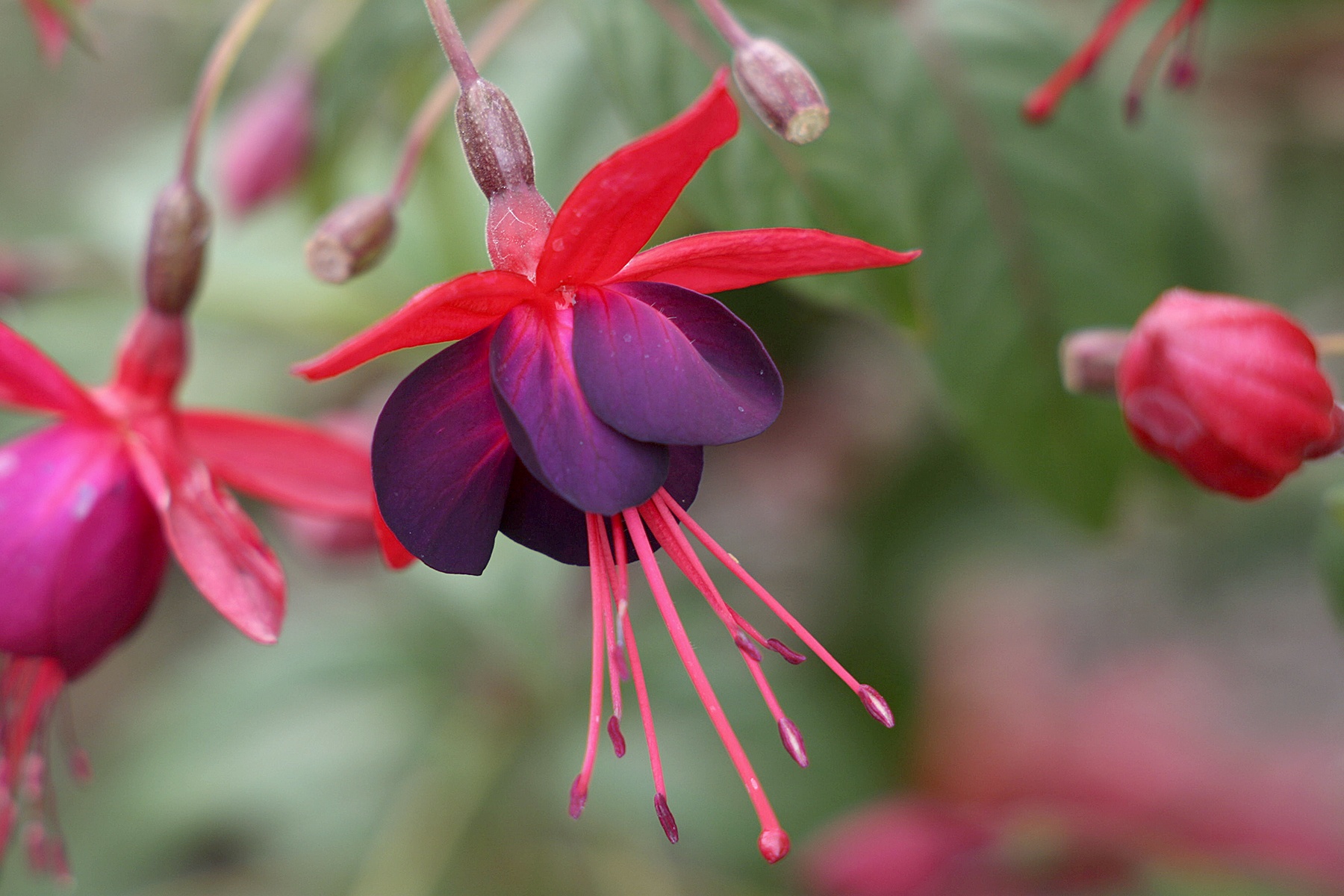 Great Plant Picks                                Check out many different varieties of fuchsia at the Fuchsia Show and Plant Sale on Saturday in Bothell.