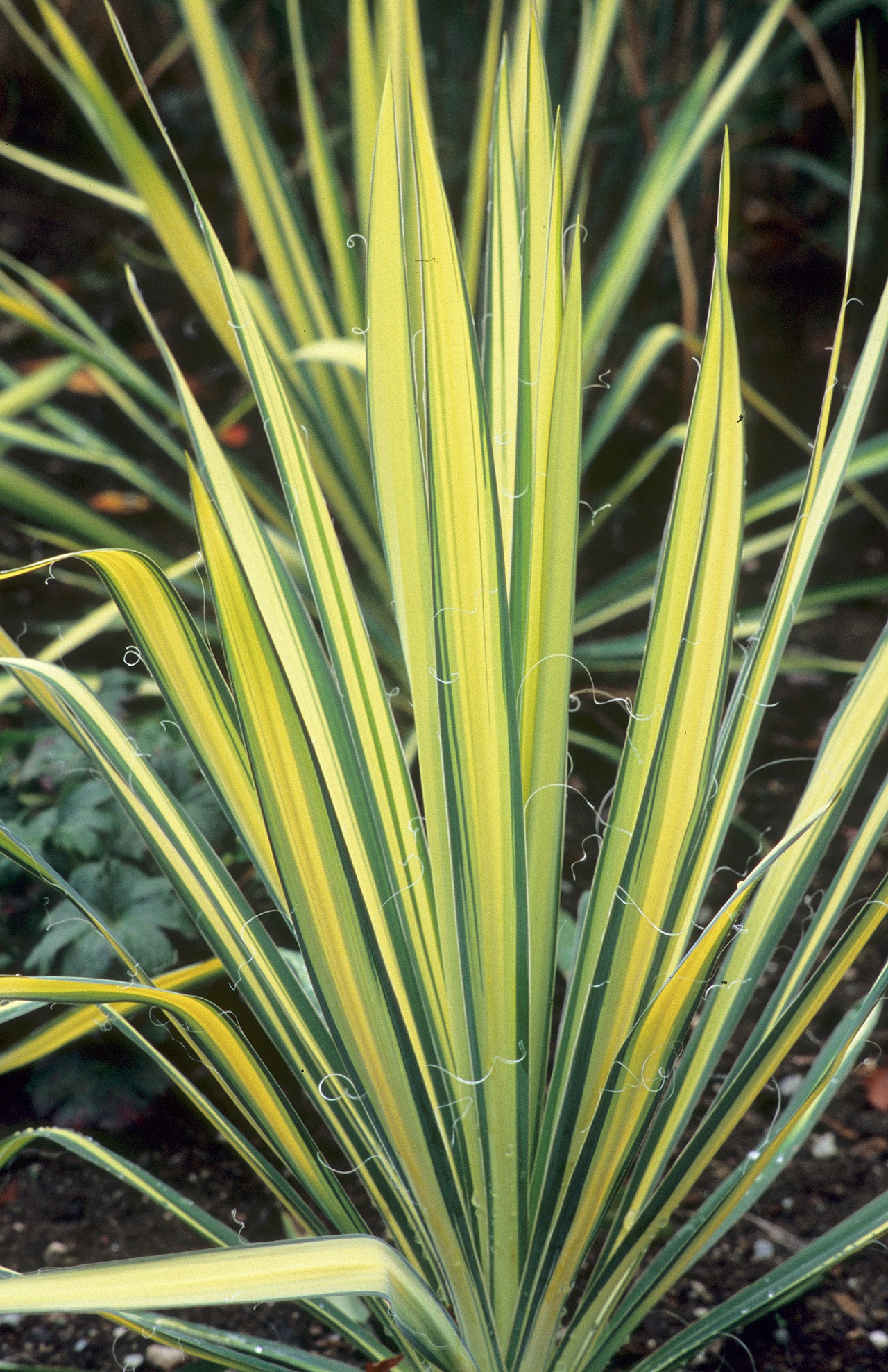 Variegated yucca, Yucca filamentosa “Color Guard,” is easy to grow and looks striking in a garden. (Richie Steffens / Great Plant Picks)