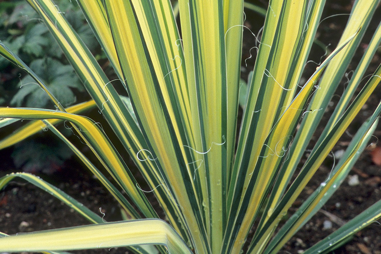 Great Plant Picks: Yucca filamentosa “Color Guard”