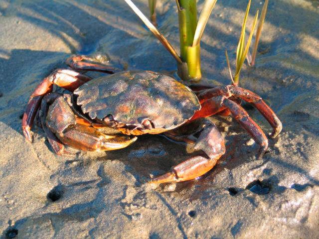 Scientists are asking the public to watch out for European green crabs in the Strait of Juan de Fuca and in Puget Sound. The Washington Sea Grant crab team has been monitoring for the invasive crab and hasn’t found any. (Photo: Washington Sea Grant)