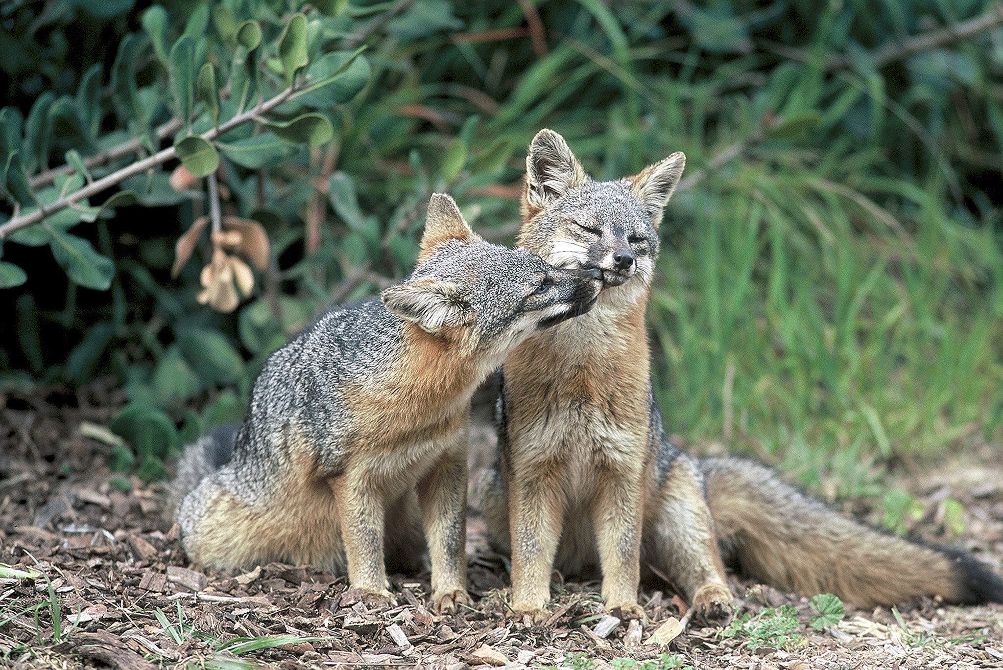 California island foxes removed from endangered species list