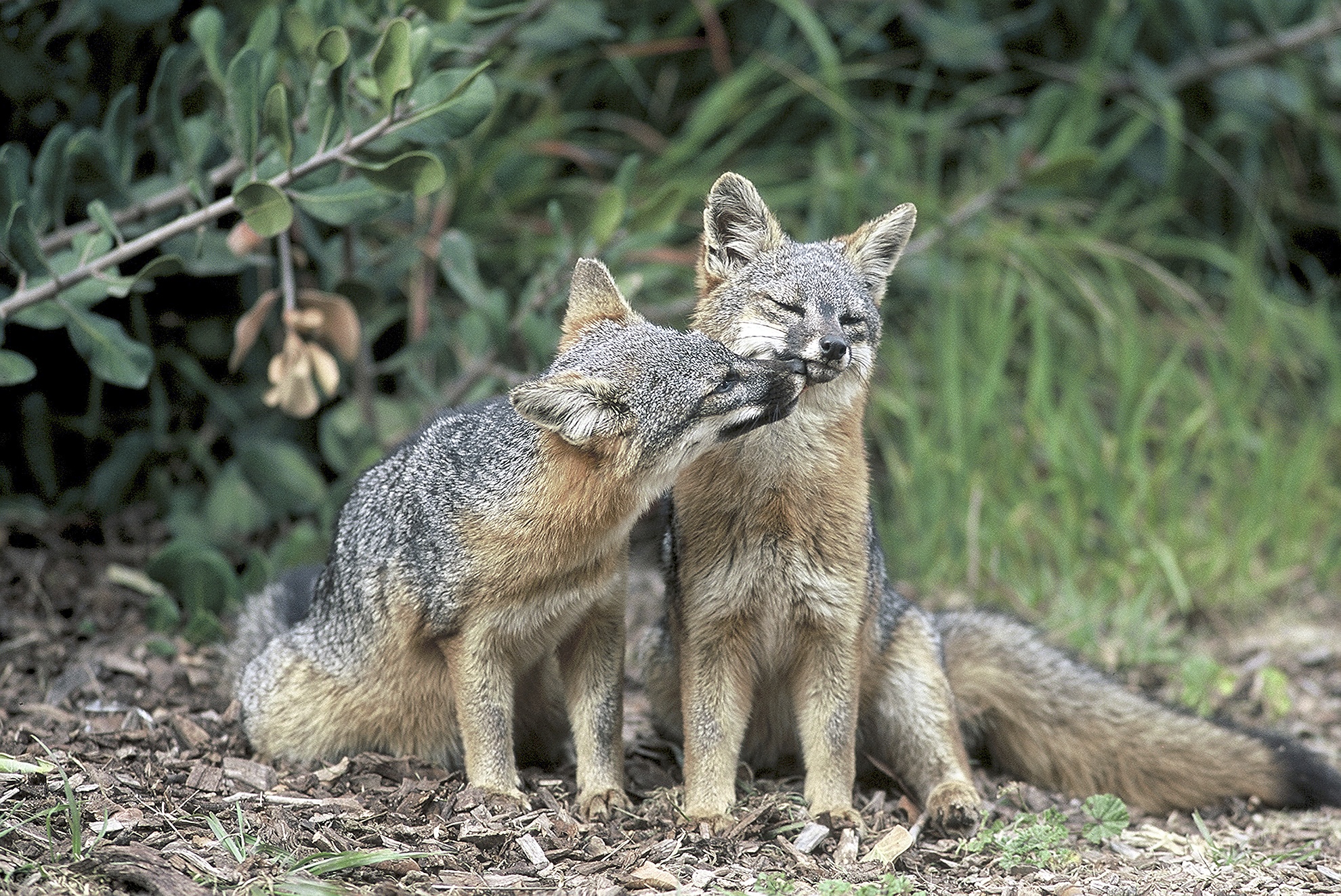 U.S. Fish and Wildlife Service                                Two island foxes in the Channel Islands National Park in California.
