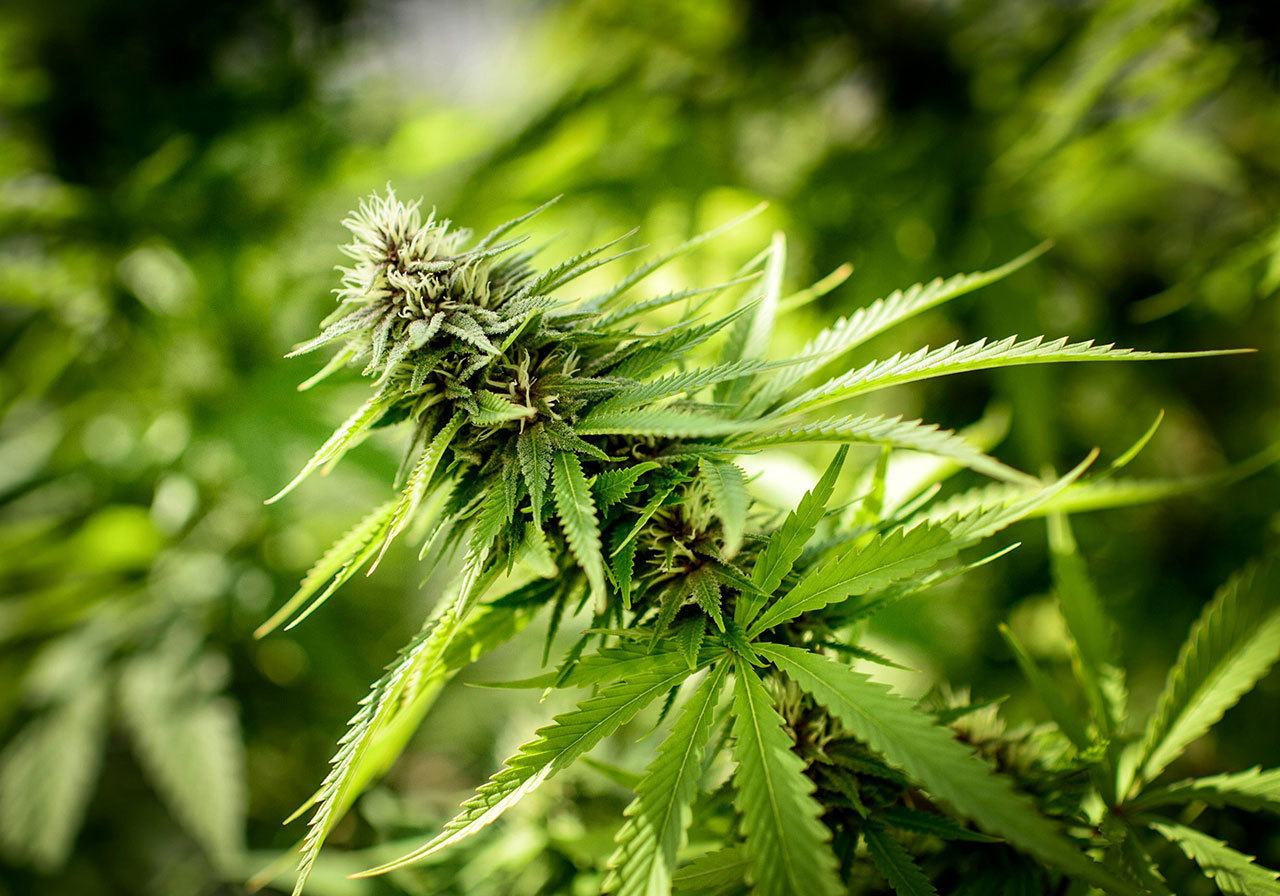 Editorial: DEA decision on marijuana holds back medical science