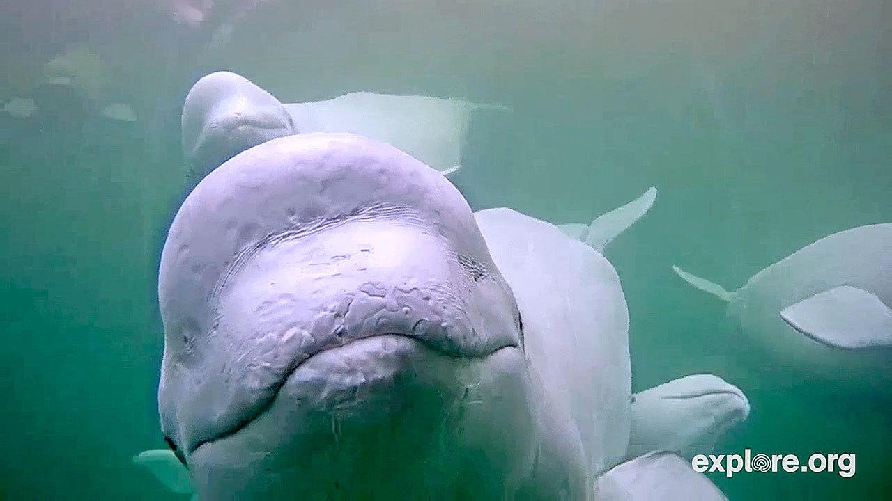 This July photo shows the view of a beluga whale from a webcam gathered in the Churchill River in the Hudson Bay in Manitoba, Canada. Canadian researchers are turning to the internet to learn about the social behavior of thousands of beluga whales that migrate to Hudson Bay every year. (Explore.org via AP)