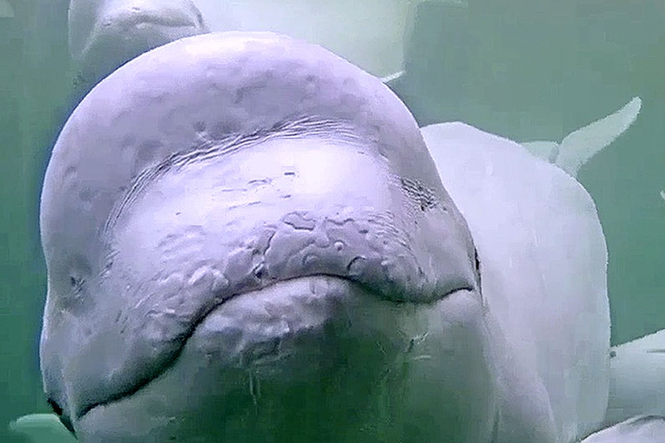 cam whale research buoyed by viewers around the world