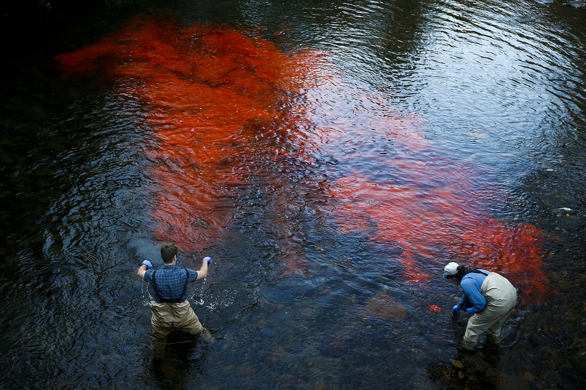Nuri Mathieu (left), a water quality scientist with the Department of Ecology, and technician Paula Cracknell release a fluorescent pink dye called Rhodamine into the Pilchuck River near Menzel Lake Road south of Granite Falls on Tuesday evening. Teams of scientists from the state Department of Ecology will be monitoring the dye and using the data gathered to create computer models of the river for future cleaning and restoration. (Ian Terry / The Herald)