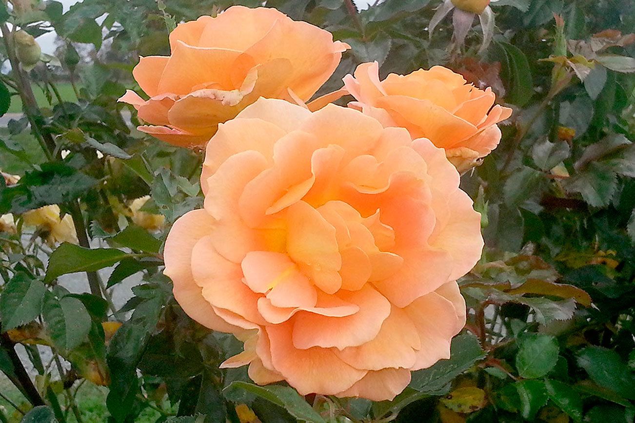 Plant of Merit: Rose ‘Honey Perfume’