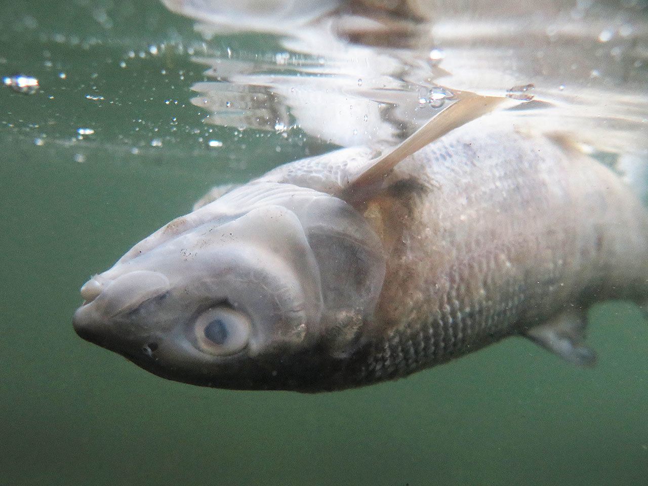 A dead whitefish floats belly up near the Mayors Landing Fishing Access in the Yellowstone River in Livingston, Montana, on Sunday. (Livingston Enterprise via AP)