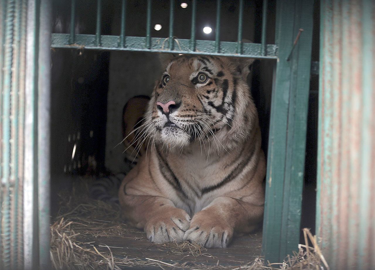 Laziz, a male tiger, prepares to be transferred from the Khan Younis zoo to another zoo outside of Gaza Strip, on Tuesday. (AP Photo / Khalil Hamra)
