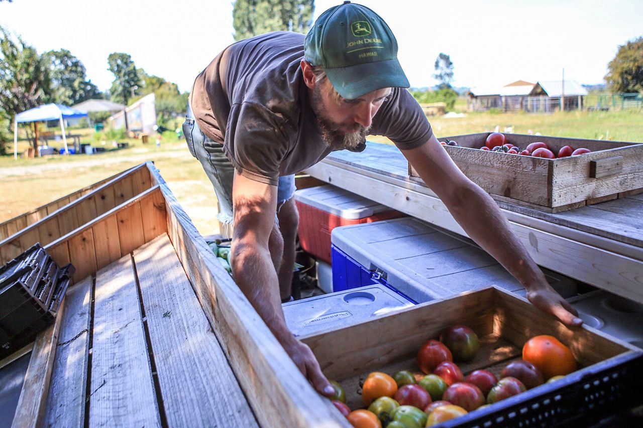 Curt Krause organizes after a farmers market Friday afternoon. He leases land from his sister, Beth, to grow organic fruitand vegetables. (Kevin Clark / The Herald)