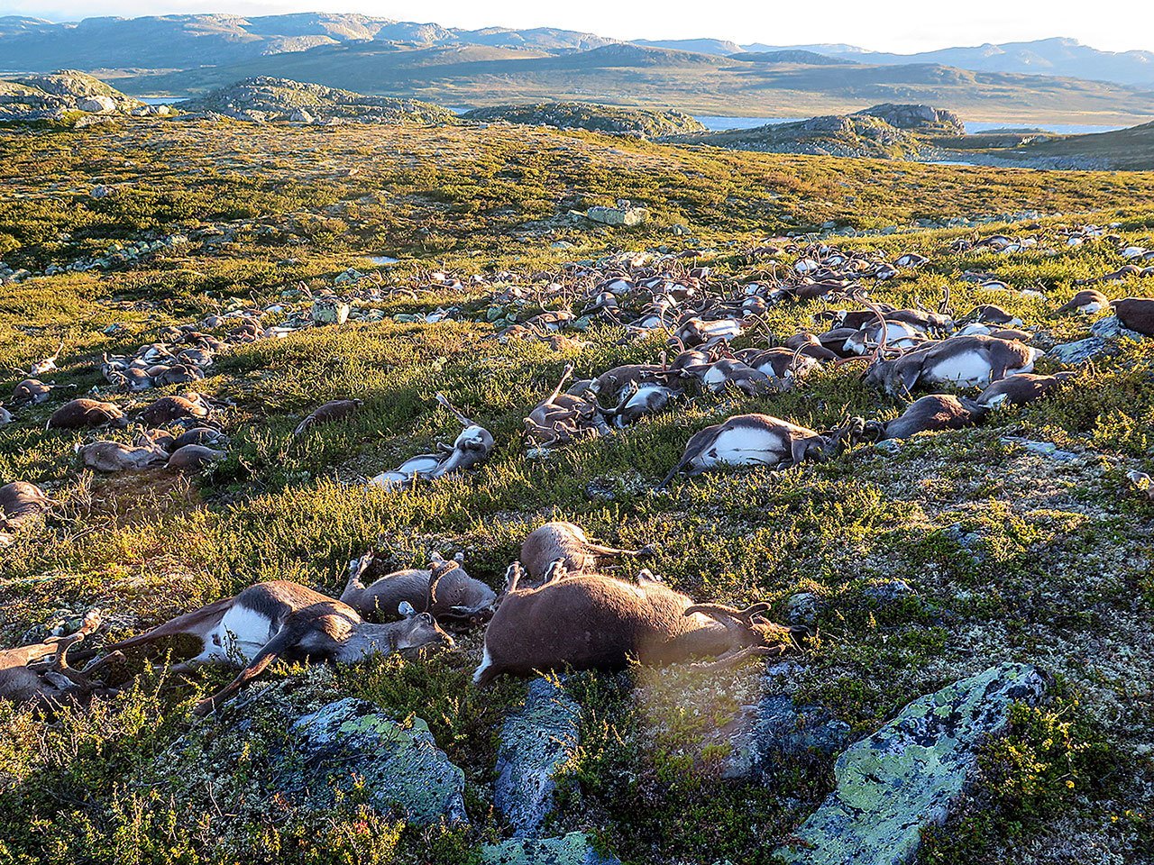 This image made available Monday shows some of the more than 300 wild reindeer that were killed by lighting in Hardangervidda, central Norway, on Friday in what wildlife officials say was a highly unusual massacre by nature. (Havard Kjotvedt /Norwegian Environment Agency, NTB scanpix, via AP)