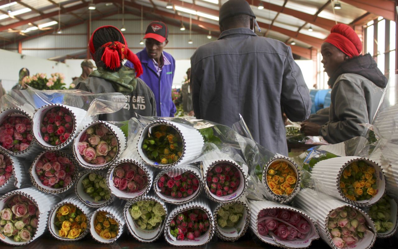 Workers pack roses for Valentine’s Day at the AAA Growers’ farm in Nyahururu, Kenya.