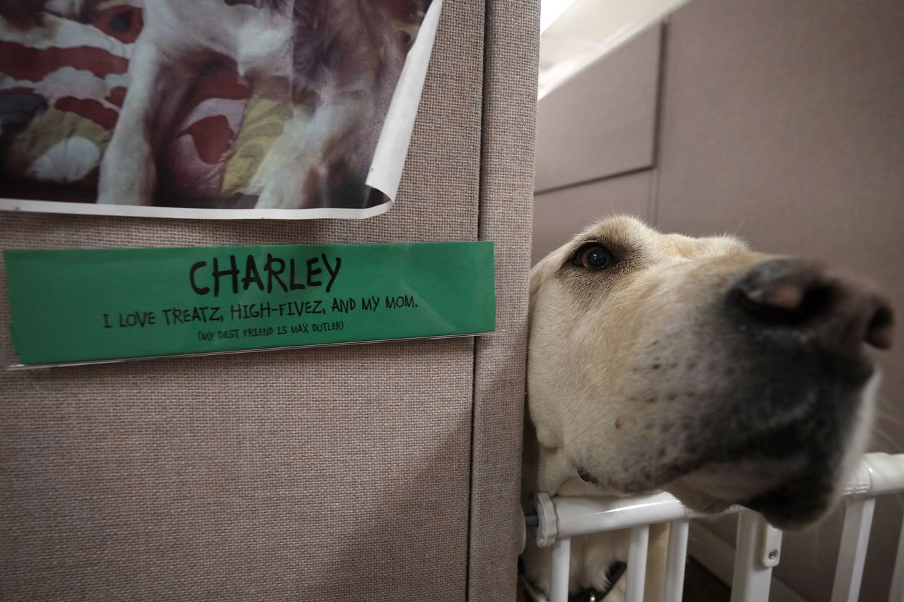 Charley looks for a pat while hanging out in a cubicle at the Humane Society headquarters.