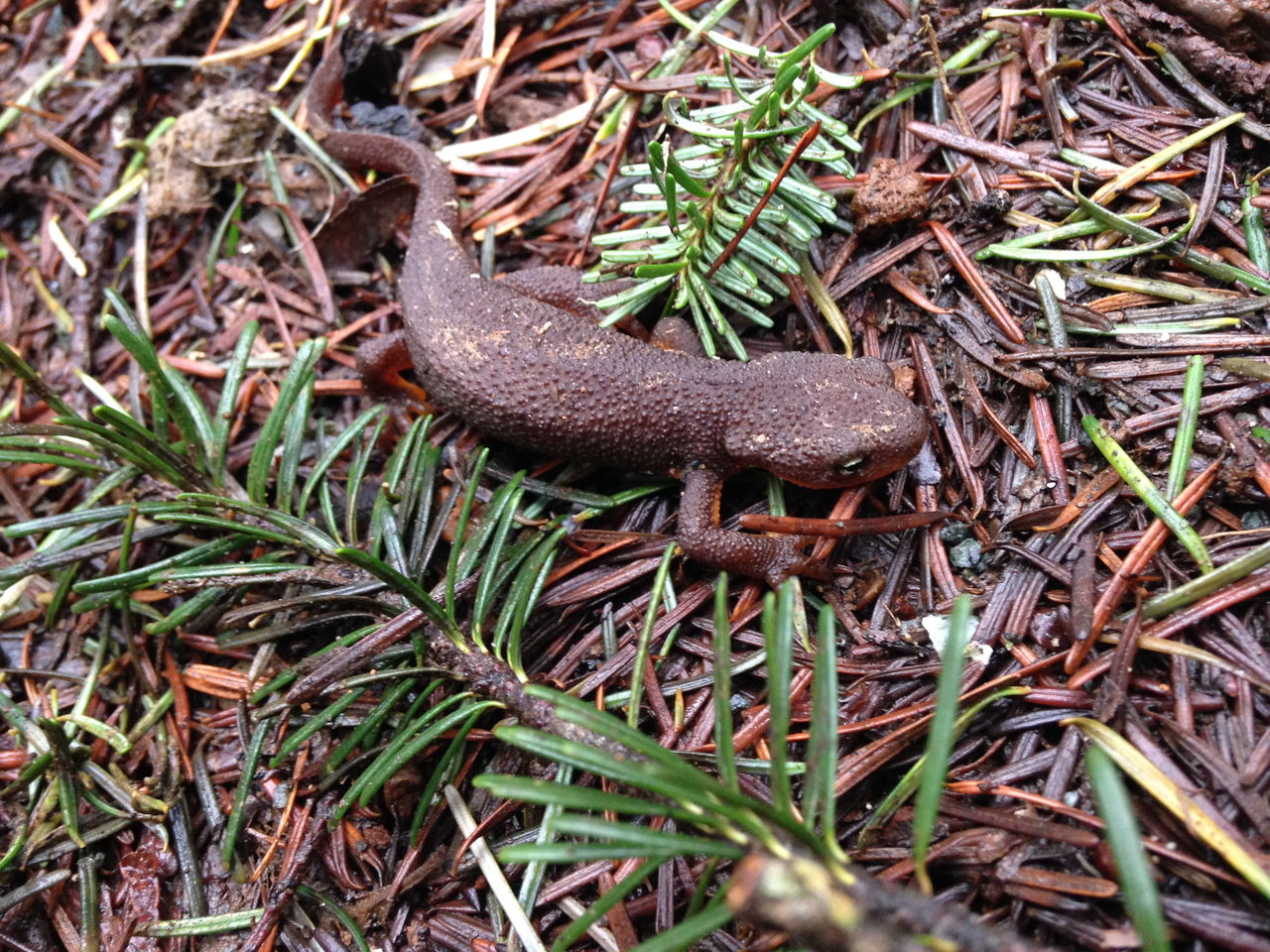 A rough-skinned newt rests along the trail.