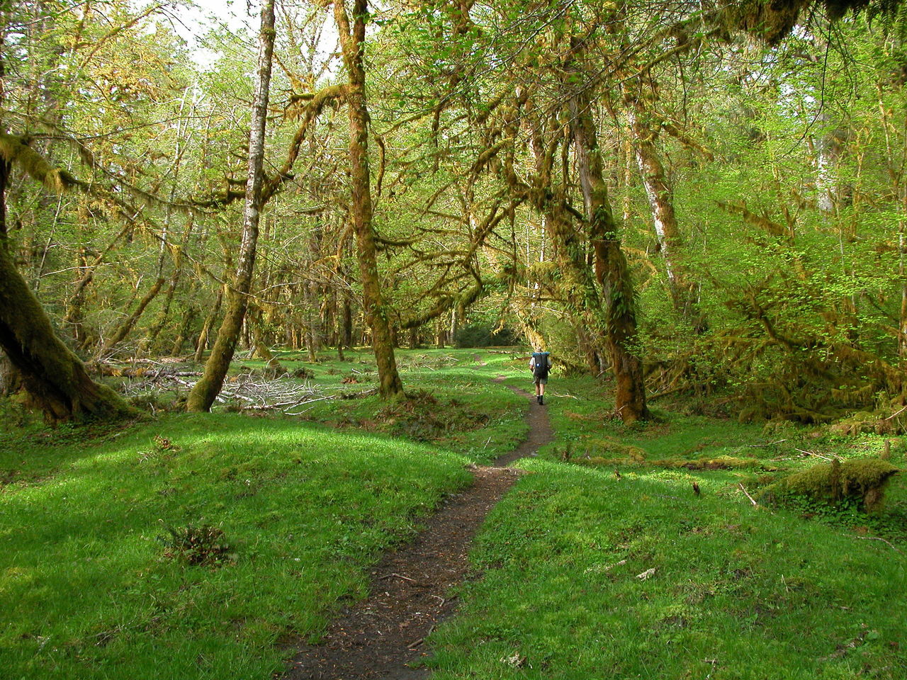 A backpacker hikes in Olympic National Park. To guarantee a permit for a backcountry trip in the park, reservations are advised.