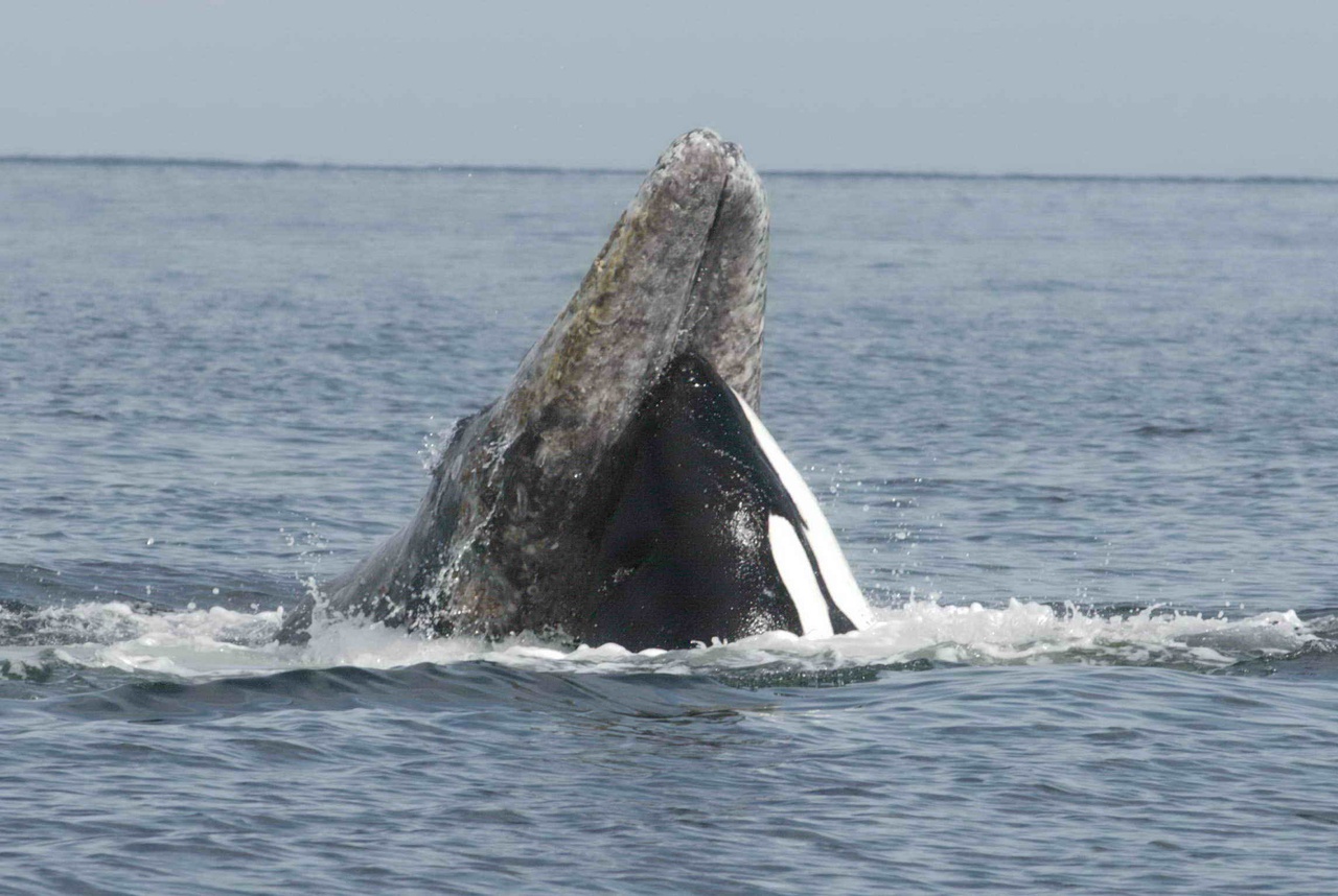 A transient or Bigg’s killer whale attacks a migratory gray whale off the Pacific Coast. A similar scene unfolded before boat crews in Puget Sound near Everett recently.