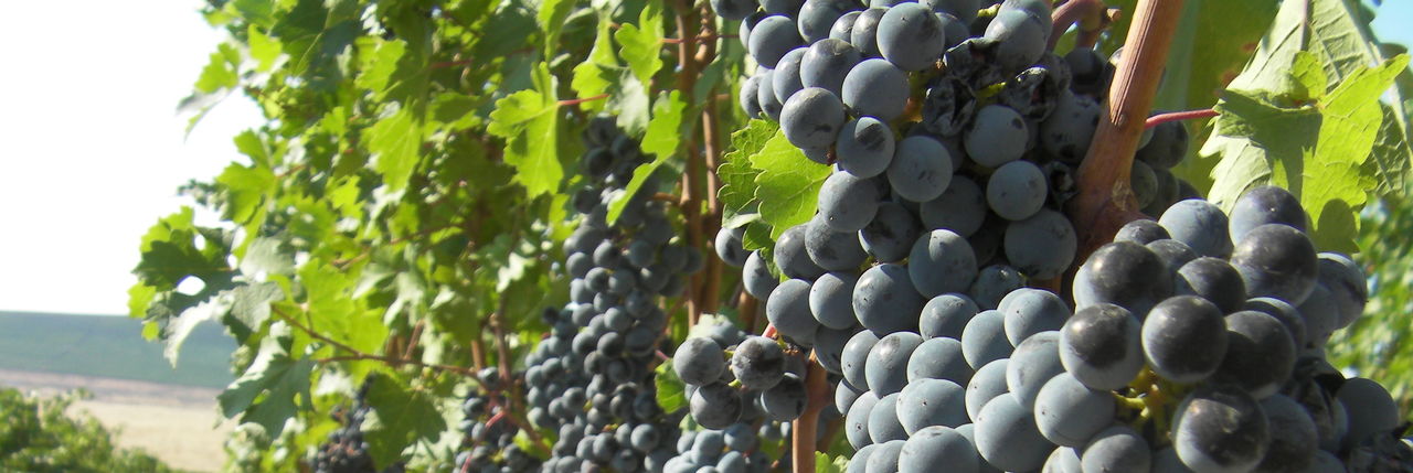 Cabernet Sauvignon grapes ripen in a vineyard on Washington’s Red Mountain. The red wine grape makes up more than half the vines planted on Red Mountain.