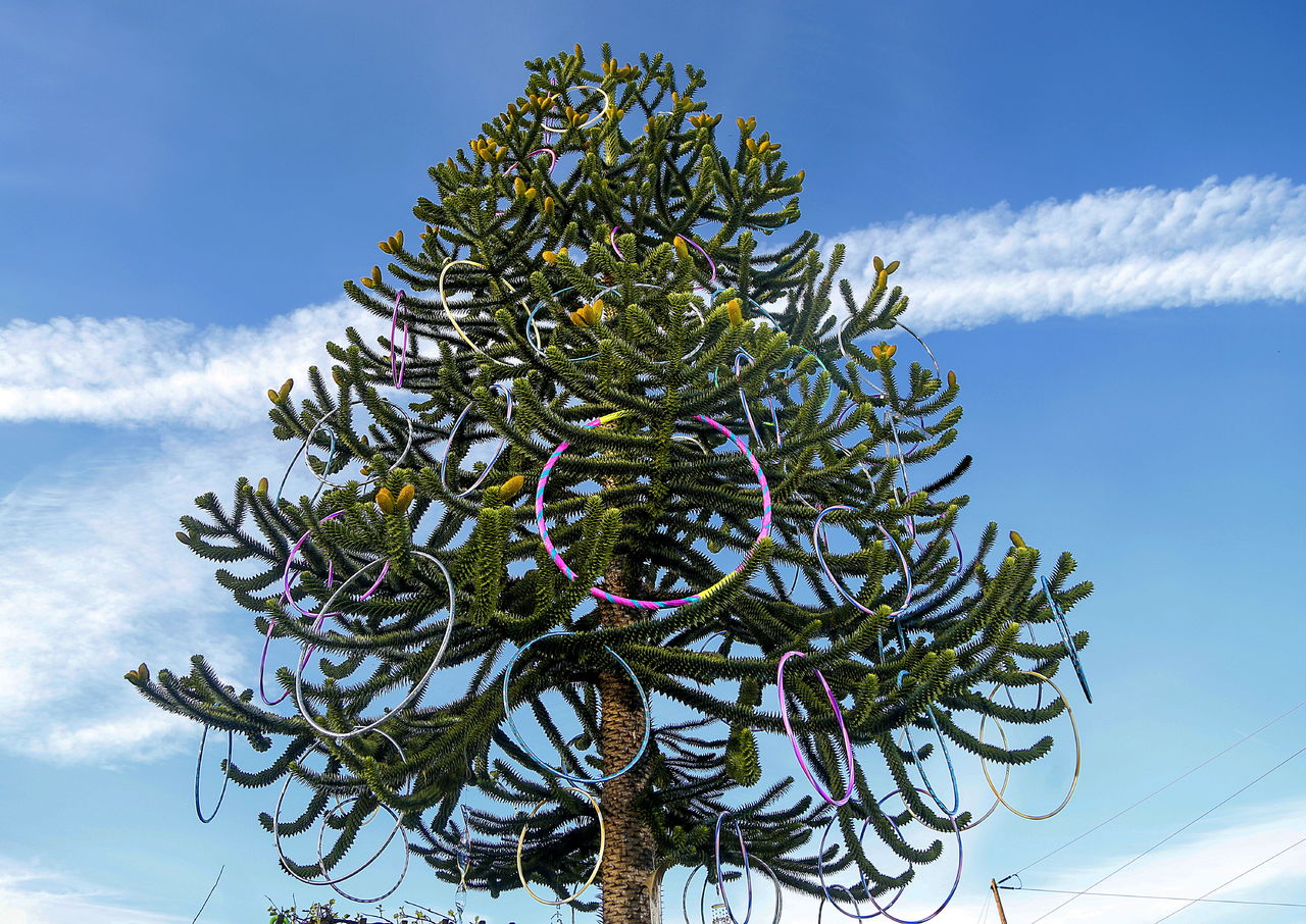 In the back yard, Jacquelyn Dreyer cleverly hung 52 hula hoops on the branches of her monkey tree using a long pole with a hook. “It’s like the shoe tree in Snohomish,” she said.